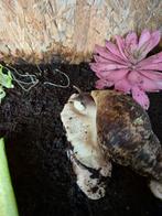 6x Achatina Reticulata (reuze slakken), Overige soorten