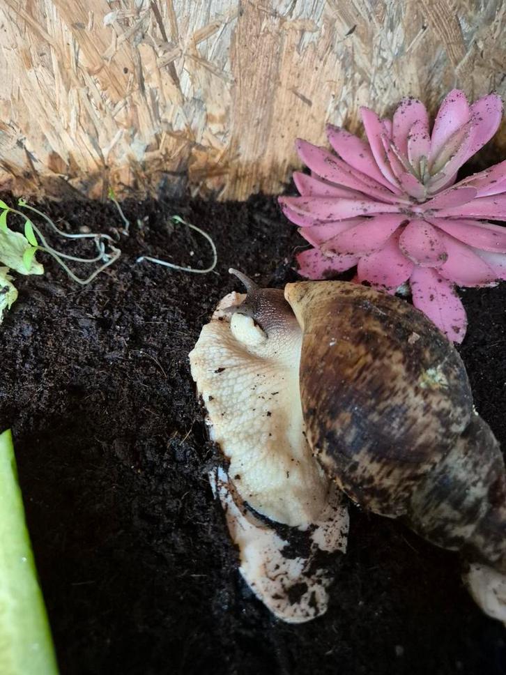 6x Achatina Reticulata (reuze slakken), Dieren en Toebehoren, Reptielen en Amfibieën, Overige soorten