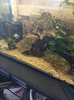 Te koop Malawi cichliden €10 per stuk, Ophalen, Zo goed als nieuw