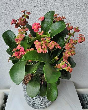 Euphorbia Milii Vulcanus met sierpot. beschikbaar voor biedingen