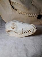 Jakhals schedel – compleet – onder- en bovenkaak vast – 18cm, Ophalen of Verzenden, Zo goed als nieuw, Wild dier, Schedel