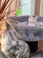 Maine coon xxl kittens mogen verhuizen, Dieren en Toebehoren, Katten en Kittens | Raskatten | Langhaar, Kater, Gechipt, 0 tot 2 jaar