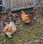 Usa zijdehoen haan,  diverse kleuren, Dieren en Toebehoren, Pluimvee, Mannelijk, Kip