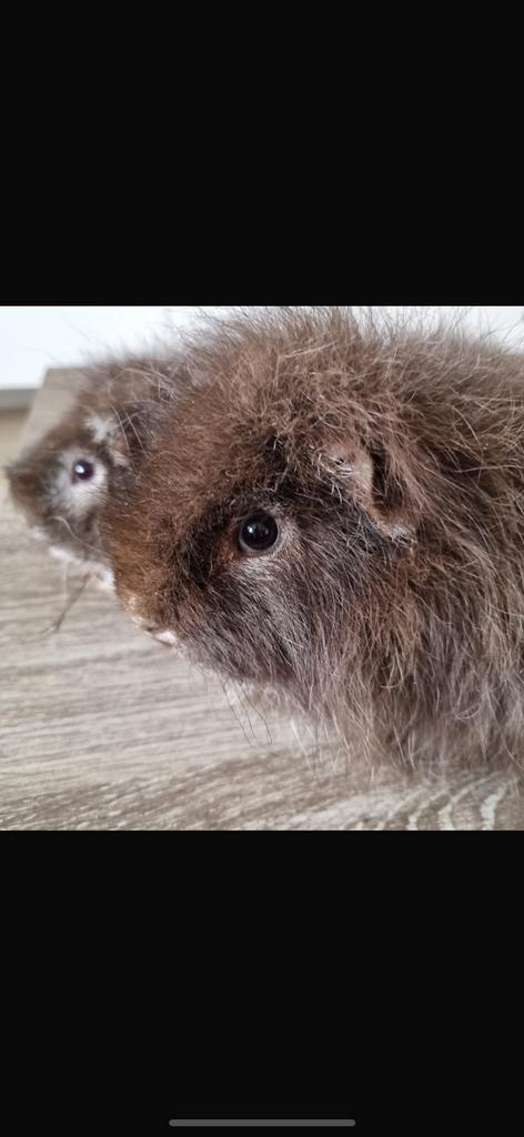 Twee cavia mannetjes - inclusief hok en toebehoren., Dieren en Toebehoren, Knaagdieren, Meerdere dieren, Cavia, Voor 1 juli 2024