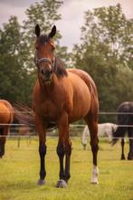 Verzorger gezocht coaching / grondwerk, Verzorging of Verzorgpony's