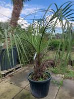 Butia Capitata Palmboom, Tuin en Terras, 100 tot 250 cm, Zomer, Palmboom, Ophalen