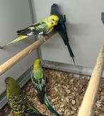 Blackwing parkieten mannen, Dieren en Toebehoren, Vogels | Parkieten en Papegaaien, Mannelijk, Parkiet