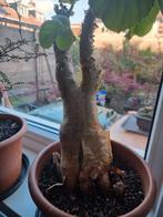 Cyphostemma currorii, Ophalen, Overige soorten, Minder dan 100 cm