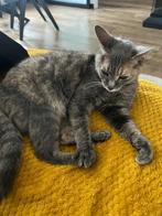 Lieve poes aangeboden (gratis), Poes