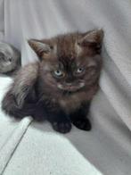 Britse korthaar kittens, Dieren en Toebehoren, Katten en Kittens | Raskatten | Korthaar, Kater, Ontwormd, 0 tot 2 jaar