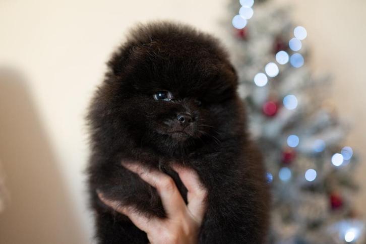 Pomeranian, Dieren en Toebehoren, Honden | Chihuahua's en Gezelschapshonden, Reu, Overige rassen, Particulier, Eén hond, België