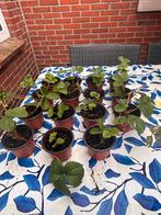 Aardbeien stekjes, Tuin en Terras, Planten | Tuinplanten, Ophalen of Verzenden, Zomer, Fruitplanten, Volle zon