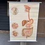Vintage schoolplaat Verdauungsorgane– 1955 Klett Stuttgart, Ophalen of Verzenden, Natuur en Biologie