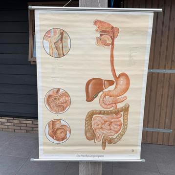 Vintage schoolplaat Verdauungsorgane– 1955 Klett Stuttgart beschikbaar voor biedingen