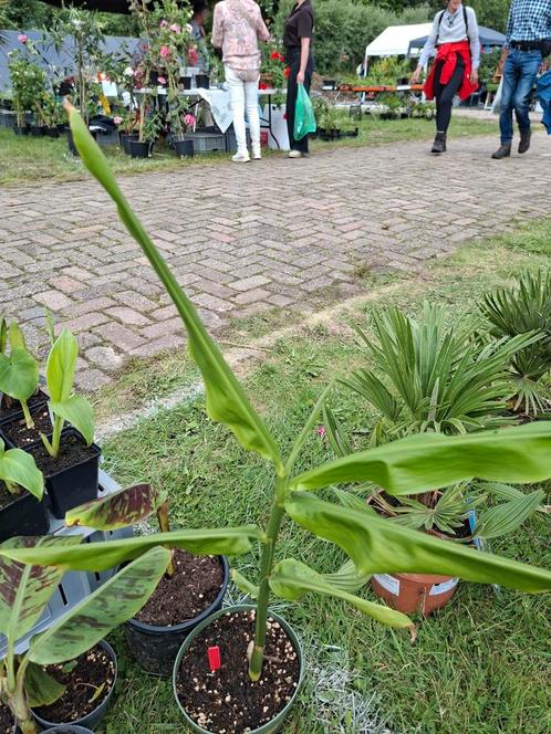 Zingiber mioga gember, Tuin en Terras, Planten | Tuinplanten, Ophalen of Verzenden