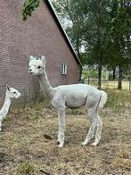Alpaca hengst jaarling, Dieren en Toebehoren, Overige Dieren, Mannelijk, Voor 1 juli 2024
