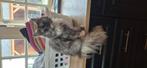 Lieve poes, Dieren en Toebehoren, Poes