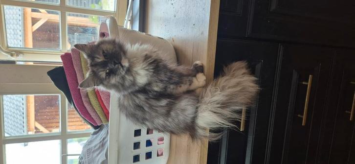 Lieve poes, Dieren en Toebehoren, Katten en Kittens | Raskatten | Langhaar, Poes