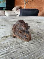 Te koop 2 jonge cavia beertje, Januari, Mannelijk, Cavia