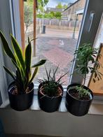 Kamerplanten, Minder dan 100 cm, Ophalen of Verzenden, Halfschaduw