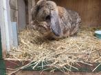 2 hangoor rammen te koop, Mannelijk, Hangoor