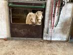 2 leuke lieve palomino veulentjes, Dieren en Toebehoren, Pony's, Merrie, Gechipt, 0 tot 2 jaar