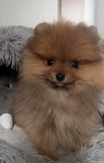 pomeranian puppy, Dieren en Toebehoren, Particulier, Rabiës (hondsdolheid), 15 weken tot 1 jaar, Buitenland