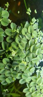 Snel groeiende drijvende aquarium planten, Dieren en Toebehoren, Vissen | Aquaria en Toebehoren, Ophalen of Verzenden