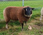 Dassenkop dekram te koop, Dieren en Toebehoren, Mannelijk, Schaap