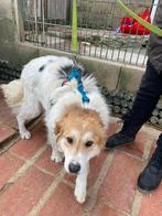 Pasha met liefde en geduld is ze klaar voor haar nieuwe huis, Dieren en Toebehoren, Honden | Niet-rashonden, Particulier, Rabiës (hondsdolheid)