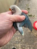 Gezocht: 4 agapornis Fischeri mannen. Kweekrijp, Dieren en Toebehoren, Vogels | Parkieten en Papegaaien, Mannelijk, Dwergpapegaai of Agapornis