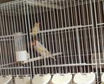 Putter  Mooi koppel, Dieren en Toebehoren, Vogels | Overige Vogels, Meerdere dieren, Wildzangvogel