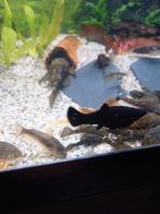 Algeneters en Black Molly's