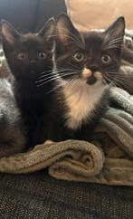 Schattige Kittens 9 weken oud, Poes, Ontwormd, 0 tot 2 jaar