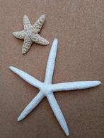 Te koop 2 x zeesterren circa 19 en 9 cm, Verzamelen, Mineralen en Fossielen, Ophalen, Overige typen