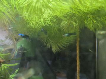 Mooie panda guppen beschikbaar voor biedingen