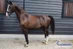 4-jarige KWPN tuigpaard merrie, Dieren en Toebehoren, Paarden, Merrie, B, Gechipt, 3 tot 6 jaar