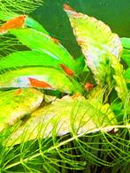 Bloody Mary garnalen (mooi rood) | Neocaridina, Dieren en Toebehoren, Vissen | Aquariumvissen, Kreeft, Krab of Garnaal, Zoetwatervis