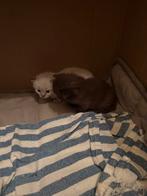 Ragdoll kitten choclet kleur, Dieren en Toebehoren, Katten en Kittens | Raskatten | Langhaar, Poes