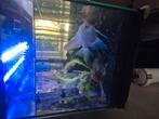 Compleet aquarium inclusief alle toebehoren, Dieren en Toebehoren, Vissen | Aquaria en Toebehoren, Ophalen, Zo goed als nieuw