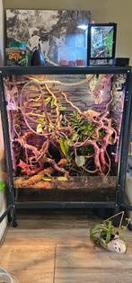 Ikea fabrikor terrarium, Ophalen, Gebruikt, Terrarium of Paludarium