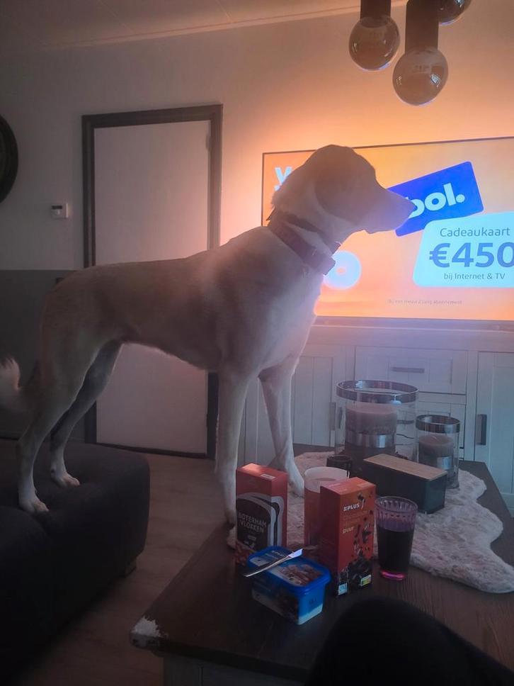 Turkse kangal, Dieren en Toebehoren, Honden | Herdershonden en Veedrijvers, Teef, Herder, Particulier, Eén hond, Nederland, 3 tot 5 jaar