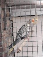 Jonge Valkparkiet, Dieren en Toebehoren, Vogels | Parkieten en Papegaaien, Mannelijk, Parkiet, Geringd