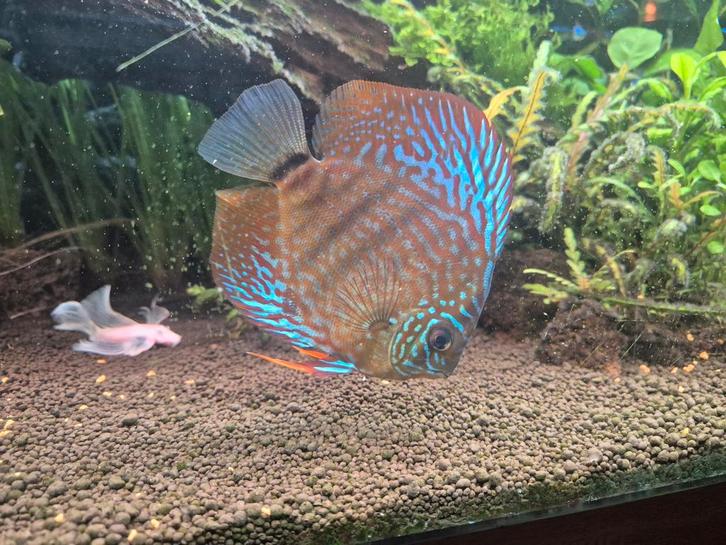 Discus koppel, Dieren en Toebehoren, Vissen | Aquariumvissen, Vis