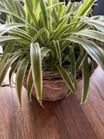 Plant & rieten mand, Ophalen of Verzenden