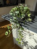 Mature Epipremnum Aureum N’joy Pothos Kamerplant incl. Pot, Ophalen, Overige soorten, Halfschaduw, In pot
