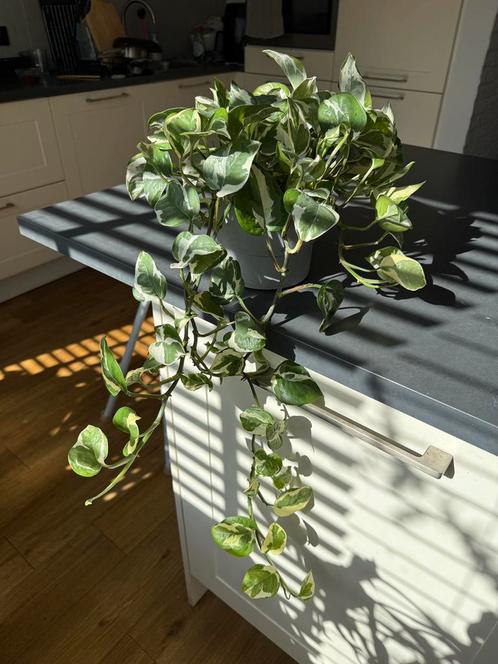 Mature Epipremnum Aureum N’joy Pothos Kamerplant incl. Pot, Huis en Inrichting, Kamerplanten, Overige soorten, Minder dan 100 cm