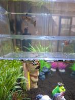 Jonge guppy's, Vis