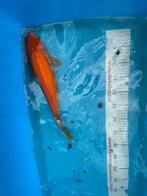 Diverse koi karpers, Dieren en Toebehoren, Vissen | Vijvervissen, Karper of Koi