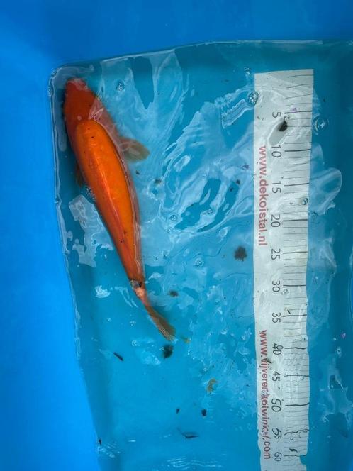 Diverse koi karpers, Dieren en Toebehoren, Vissen | Vijvervissen, Karper of Koi